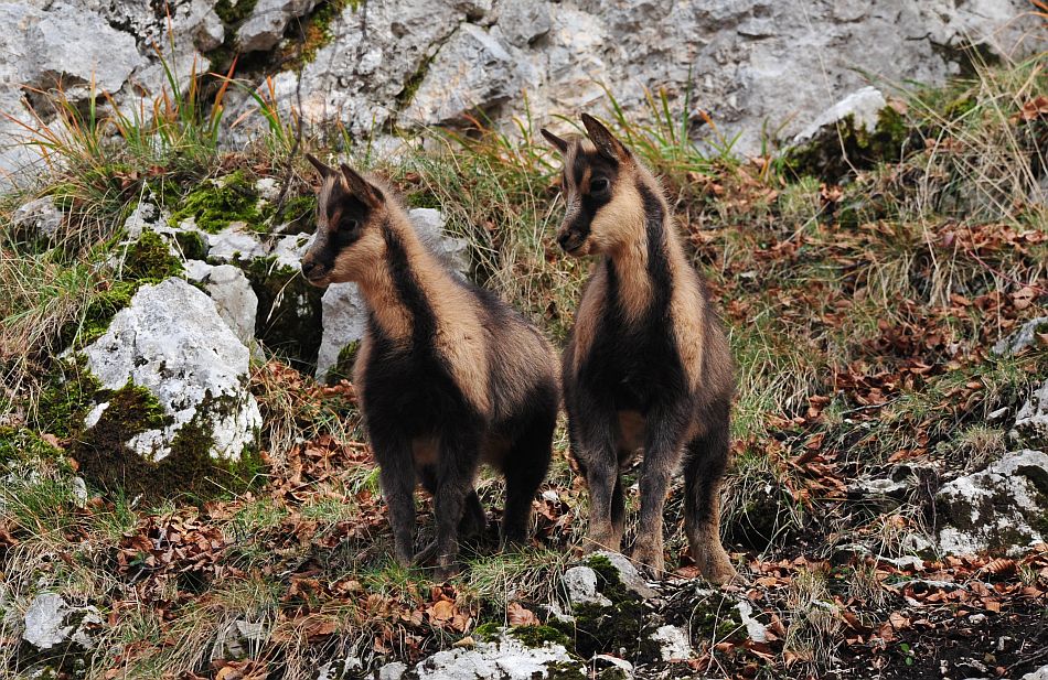 Camoscio appenninico - Rupicapra pyrenaica ornata