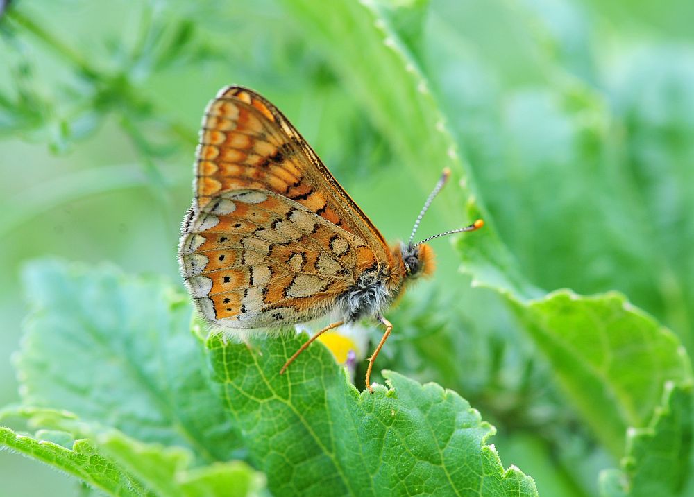 Eurodryas ....  aurinia???