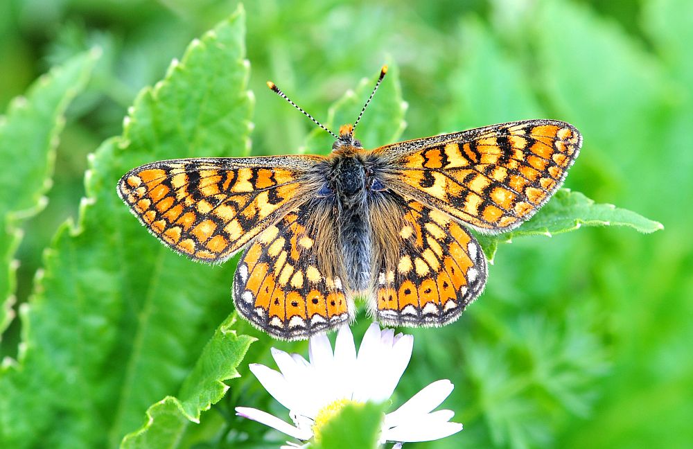 Eurodryas ....  aurinia???