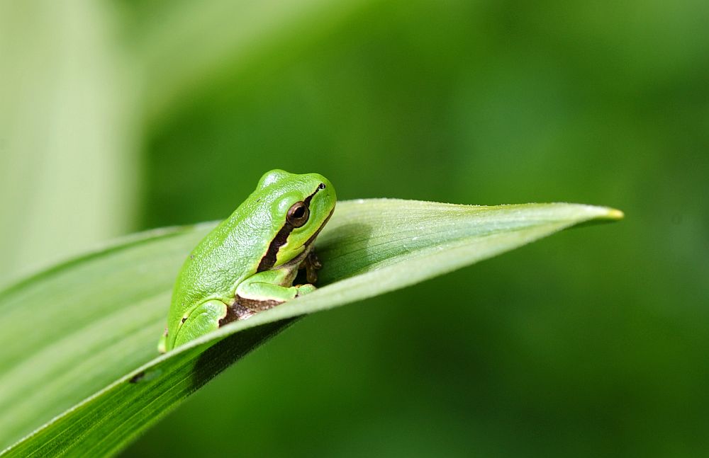 Giovane raganella italiana