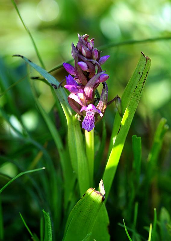 Dactylorhiza incarnata?