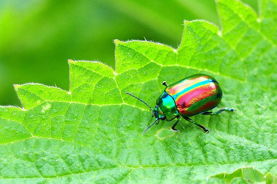 Oreina alpestris marsicana, Chrysomelidae