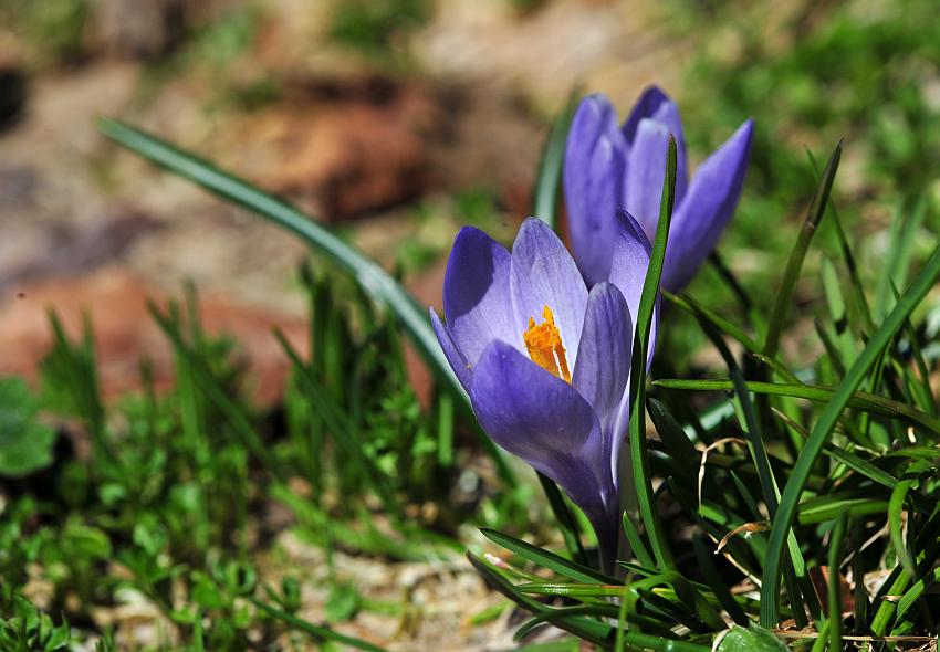 Le ultime arrivate tra le piante gi fiorite