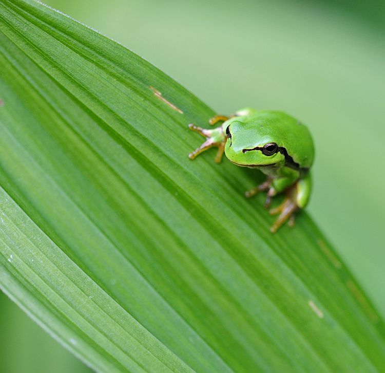 Giovane raganella italiana