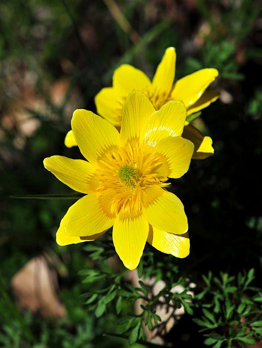 Le ultime arrivate tra le piante gi fiorite