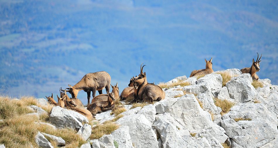 Camoscio appenninico - Rupicapra pyrenaica ornata