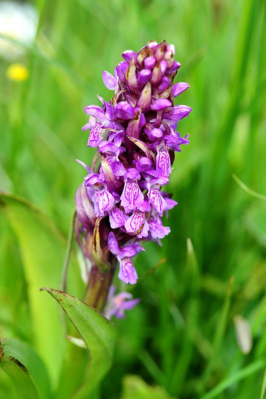 Dactylorhiza incarnata?