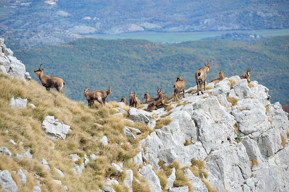 Camoscio appenninico - Rupicapra pyrenaica ornata