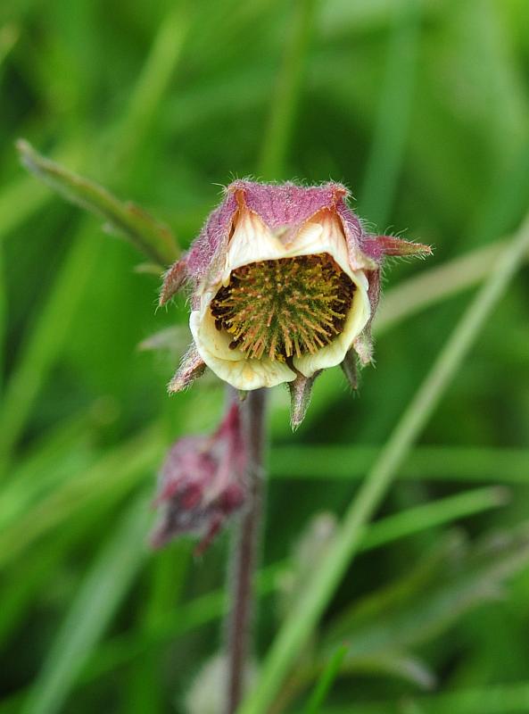 Geum rivale