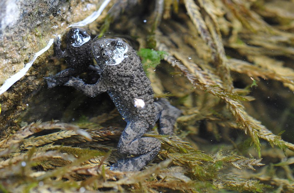 Bombina pachypus - Ululone appenninico