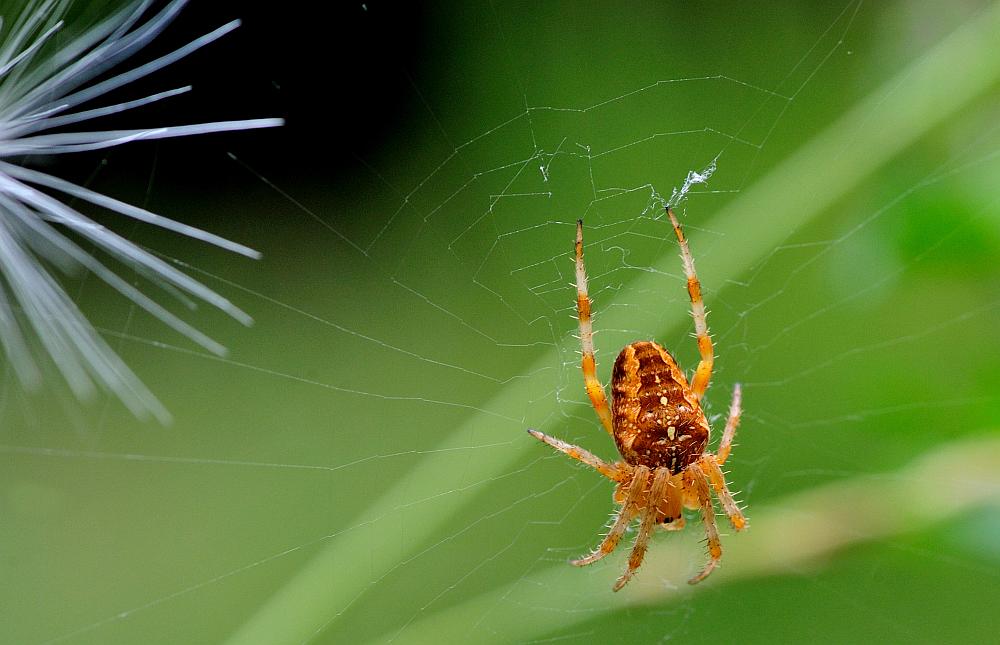 Araneus diadematus - Settefrati (FR)