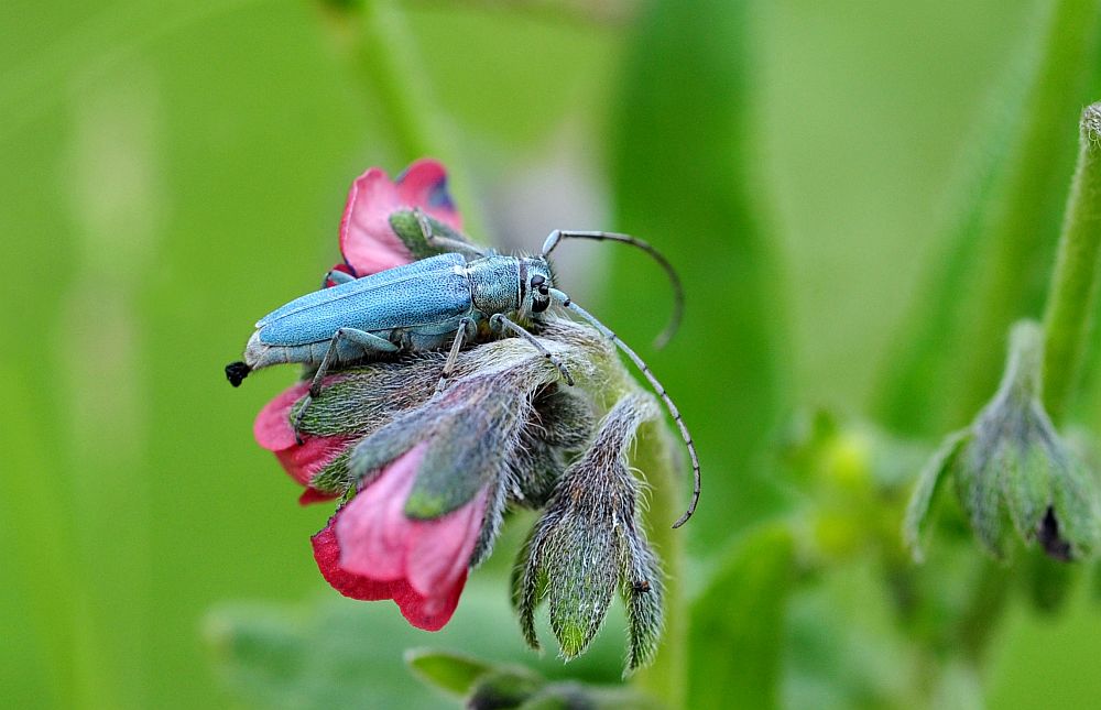 Opsilia coerulescens