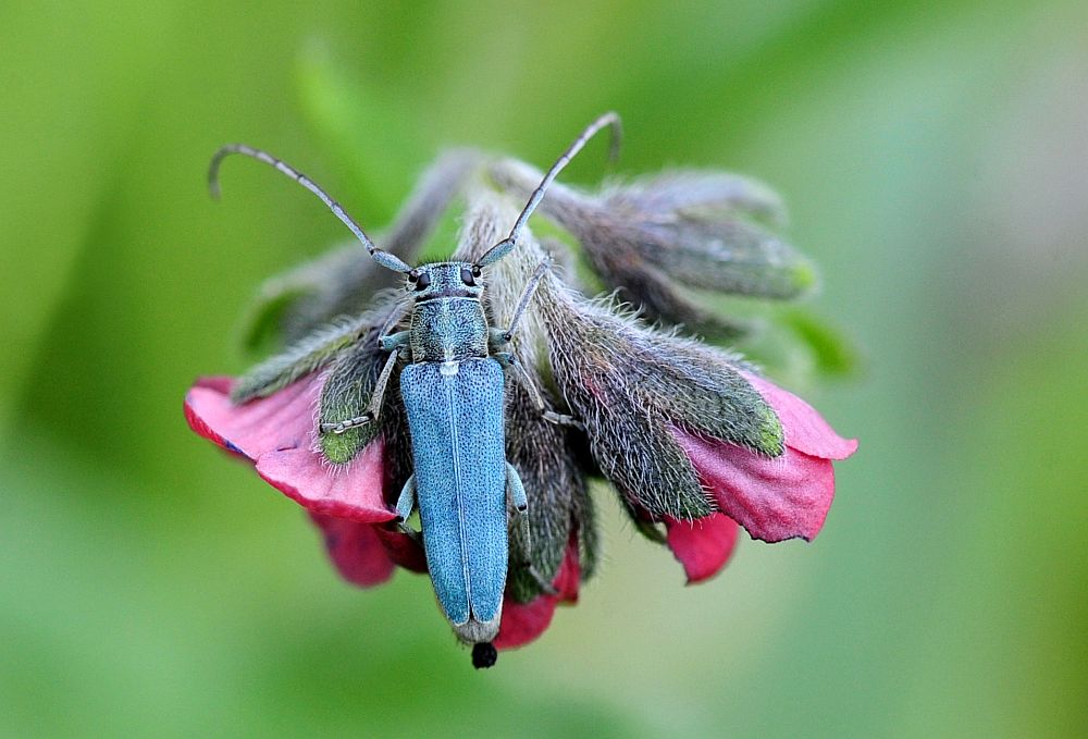 Opsilia coerulescens