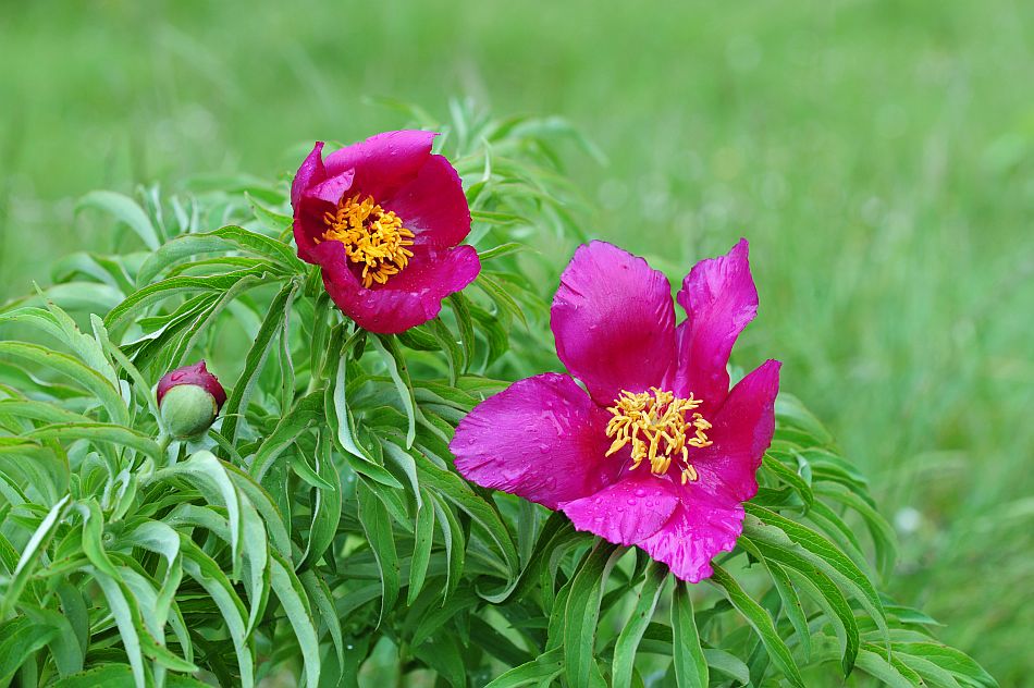 Paeonia officinalis subsp. italica / Peonia italica