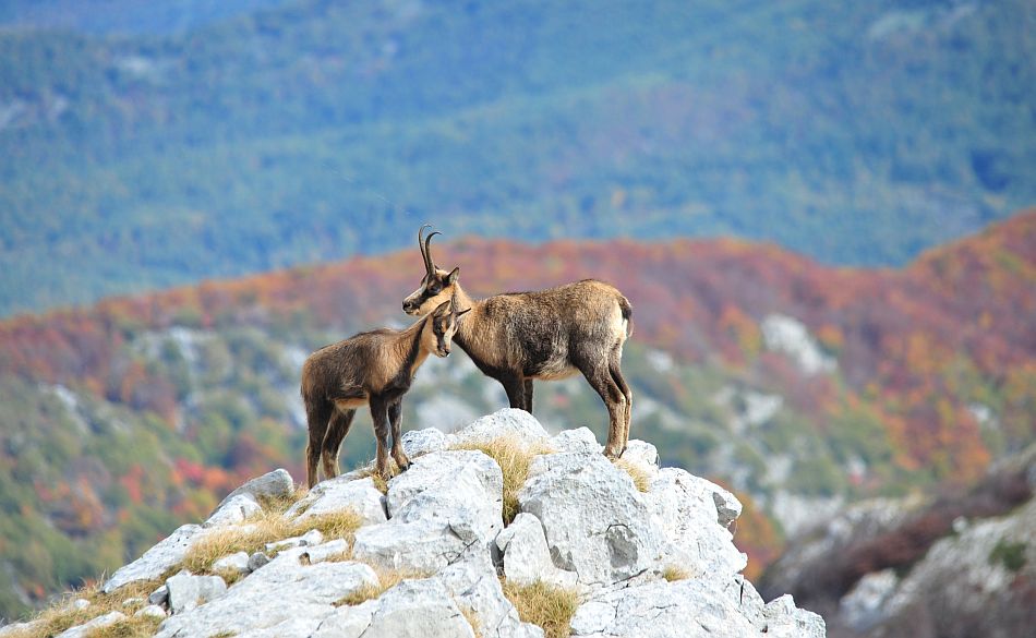 Camoscio appenninico - Rupicapra pyrenaica ornata