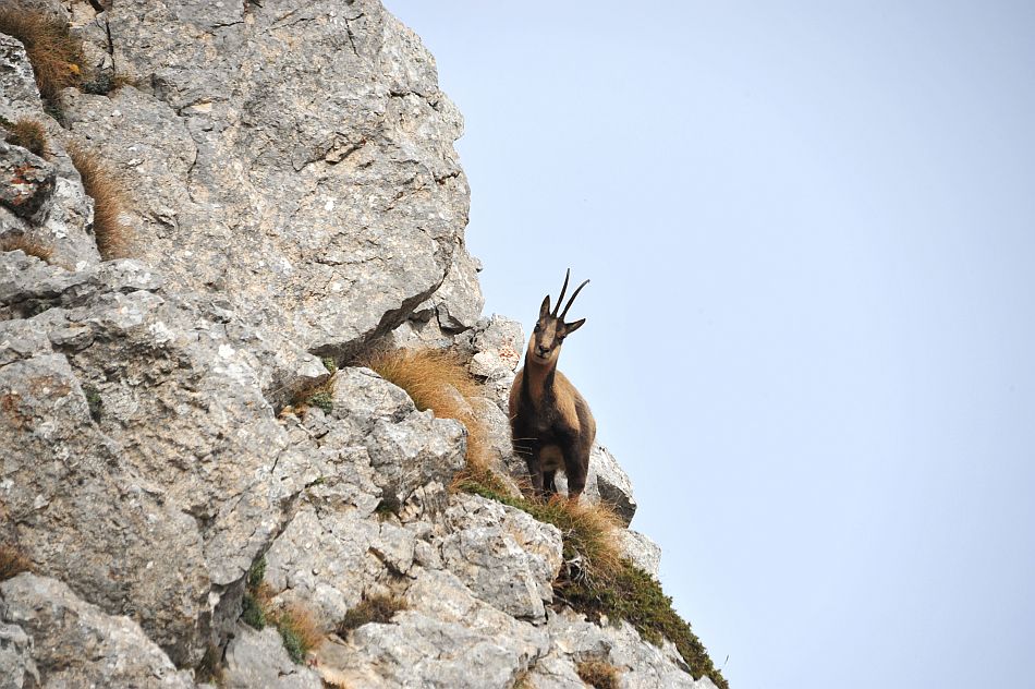 Camoscio appenninico - Rupicapra pyrenaica ornata