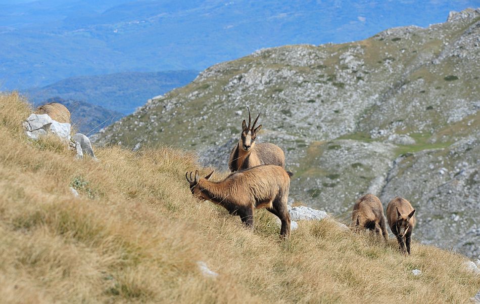 Camoscio appenninico - Rupicapra pyrenaica ornata