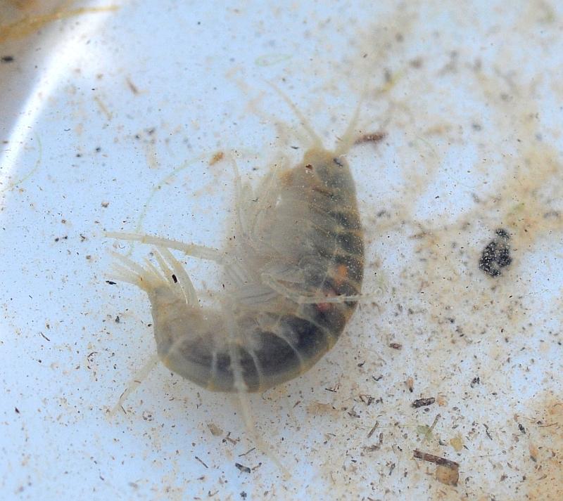 Gammarus lacustris?