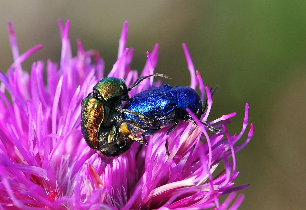 Cryptocephalus zambanellus, Chrysomelidae