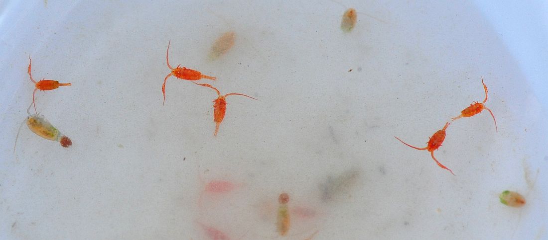 Copepodi.... Calanoidi