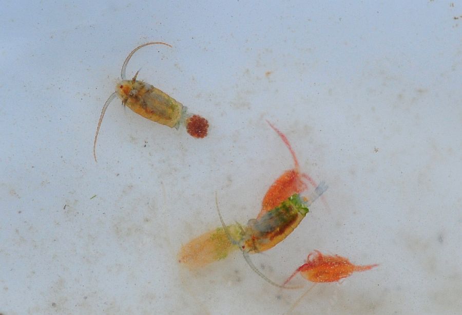 Copepodi.... Calanoidi