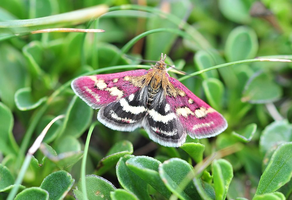 Pyrausta ...?