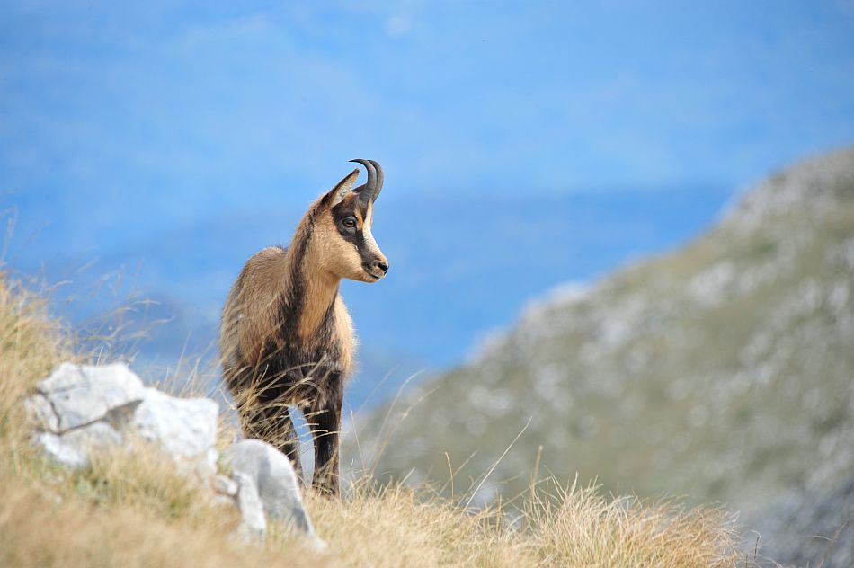 Camoscio appenninico - Rupicapra pyrenaica ornata