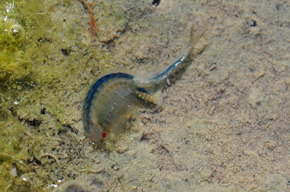 Chirocephalus diaphanus nuovo sito di Barrea