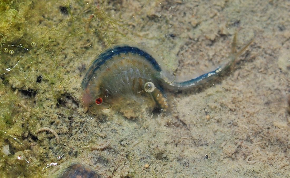 Chirocephalus diaphanus nuovo sito di Barrea