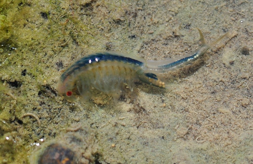 Chirocephalus diaphanus nuovo sito di Barrea