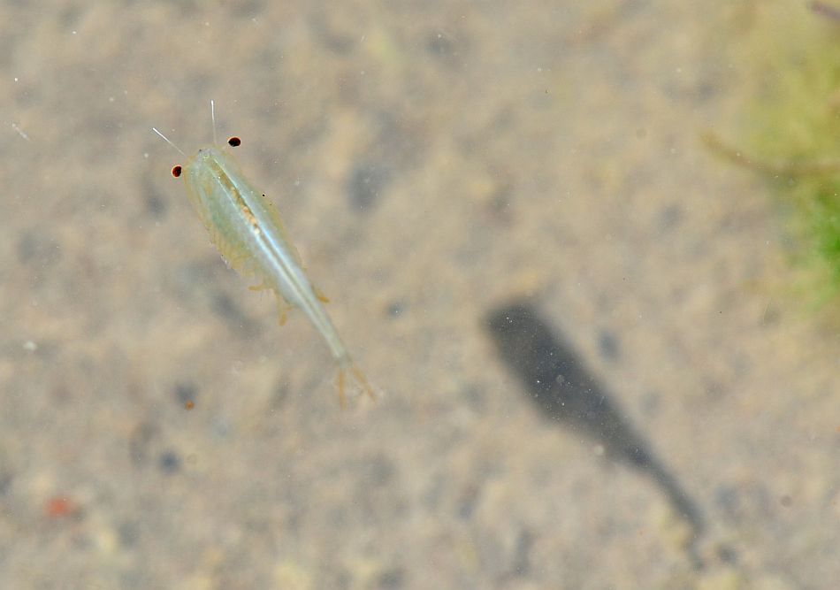 Chirocephalus diaphanus nuovo sito di Barrea