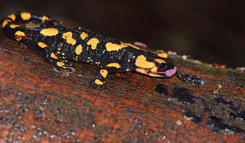 Il pasto della salamandra