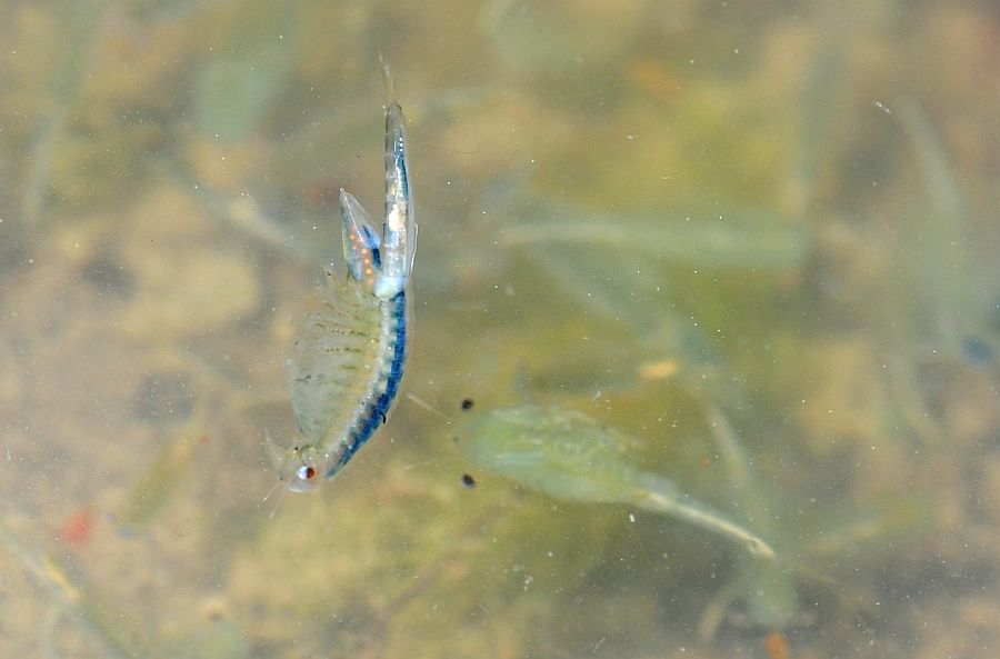 Chirocephalus diaphanus nuovo sito di Barrea