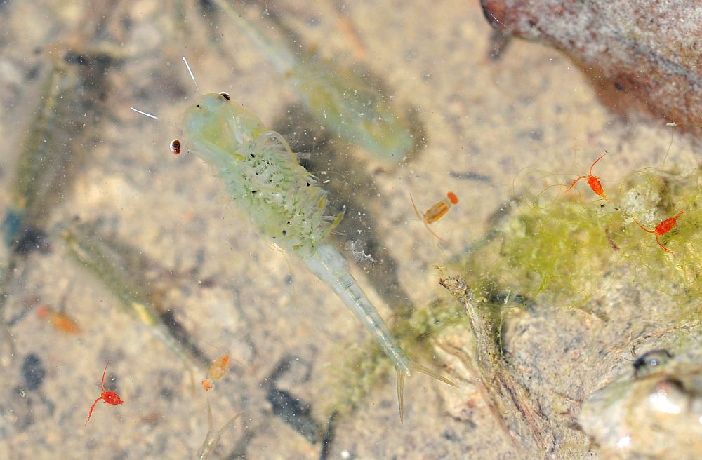 Chirocephalus diaphanus nuovo sito di Barrea