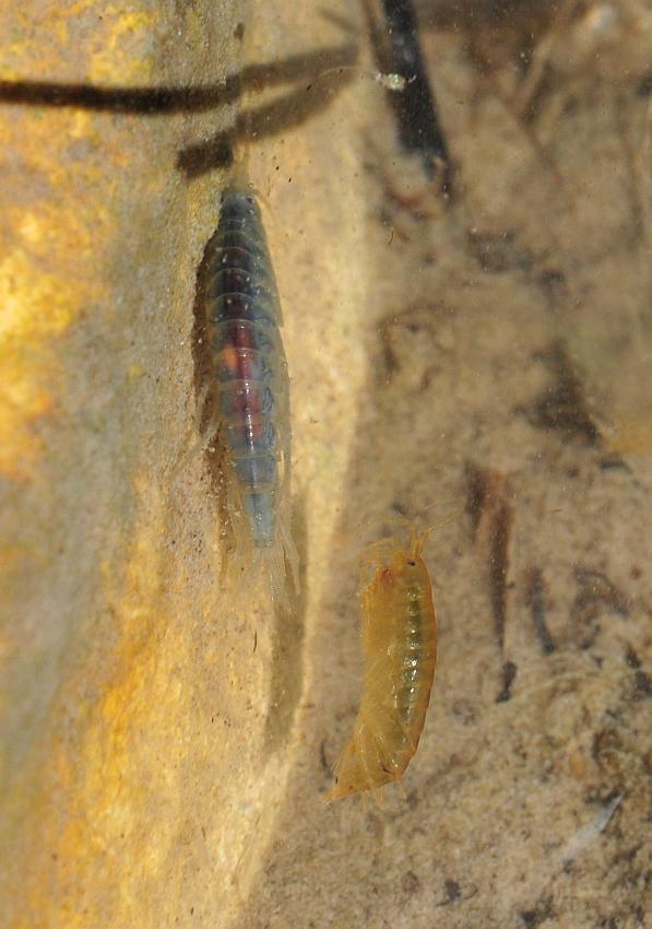 Gammarus lacustris?