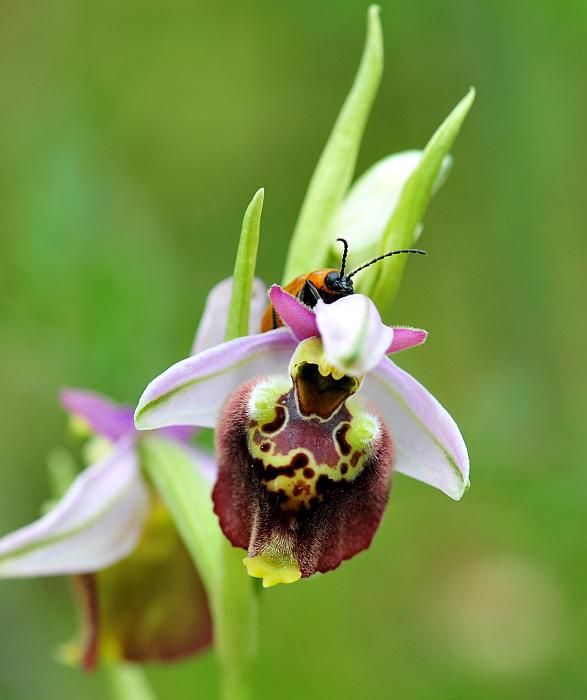 Ophrys dinarica / Ofride dinarica