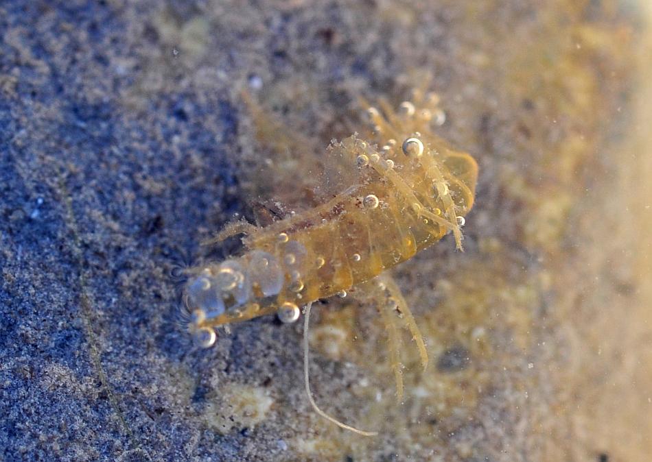 Gammarus lacustris?