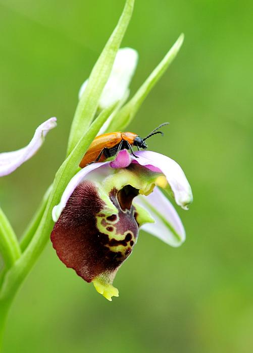 Ophrys dinarica / Ofride dinarica