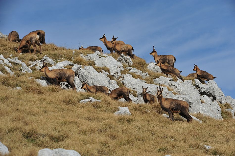 Camoscio appenninico - Rupicapra pyrenaica ornata