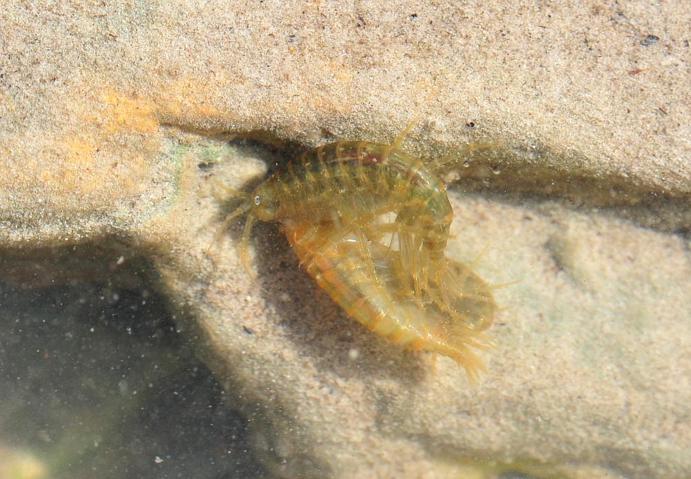 Gammarus lacustris?