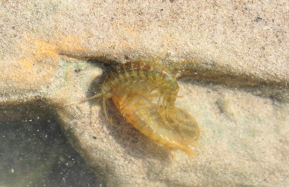 Gammarus lacustris?