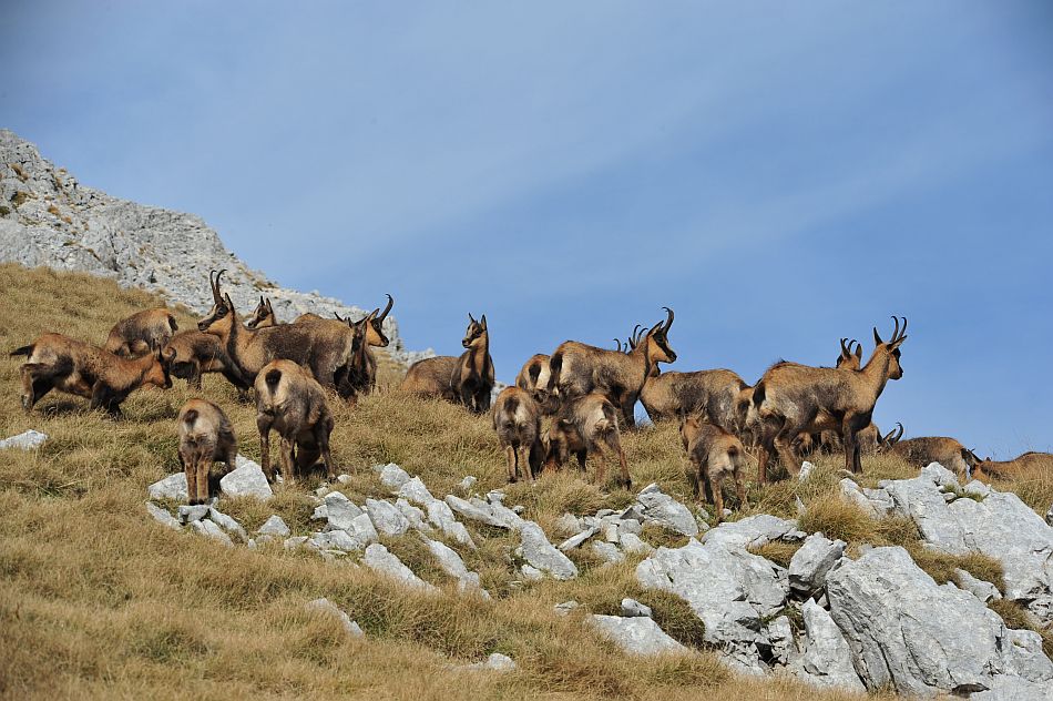 Camoscio appenninico - Rupicapra pyrenaica ornata