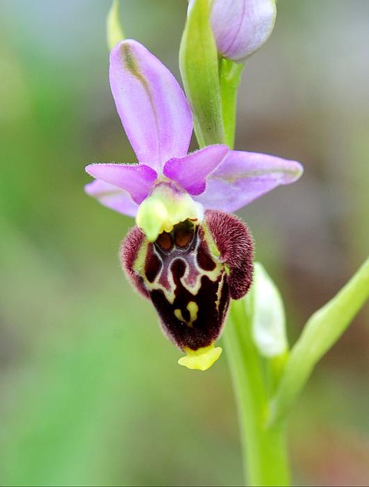 Ophrys dinarica / Ofride dinarica