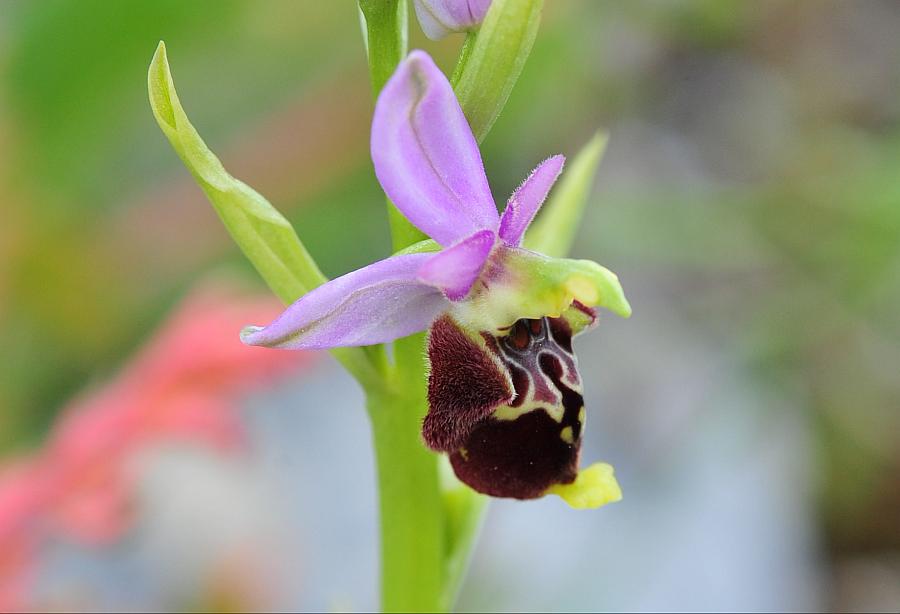 Ophrys dinarica / Ofride dinarica