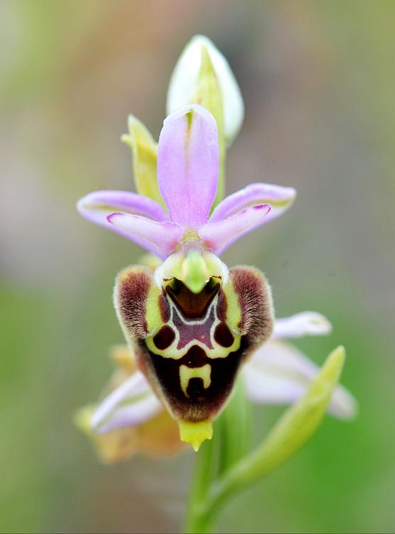 Ophrys dinarica / Ofride dinarica