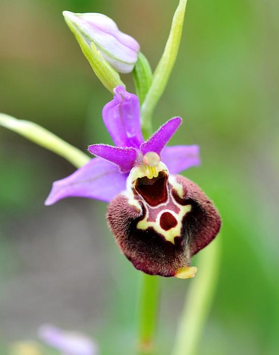 Ophrys dinarica / Ofride dinarica