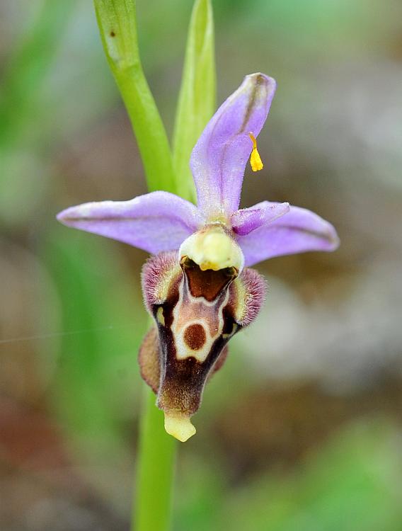 Ophrys dinarica / Ofride dinarica