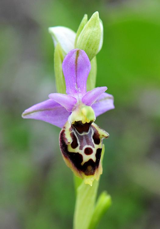 Ophrys dinarica / Ofride dinarica