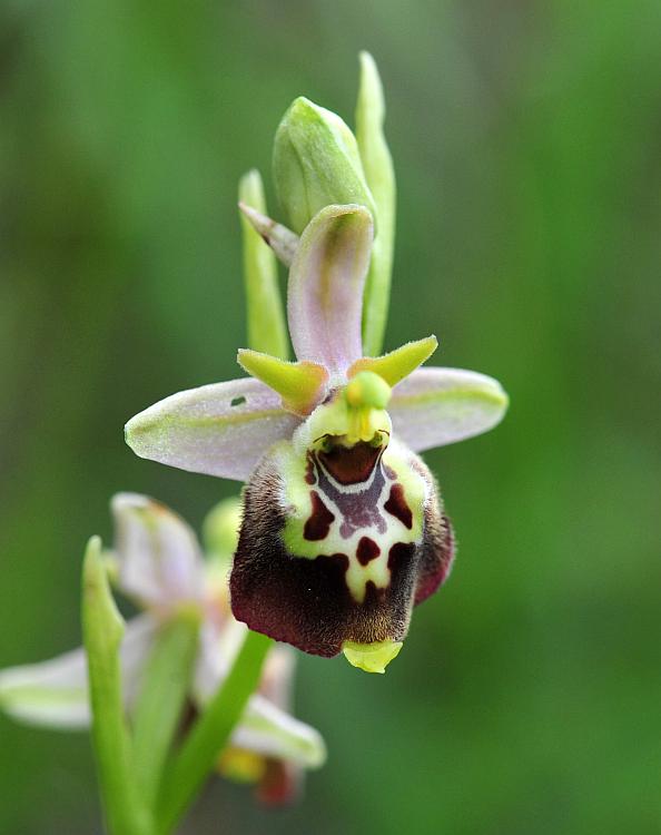 Ophrys dinarica / Ofride dinarica