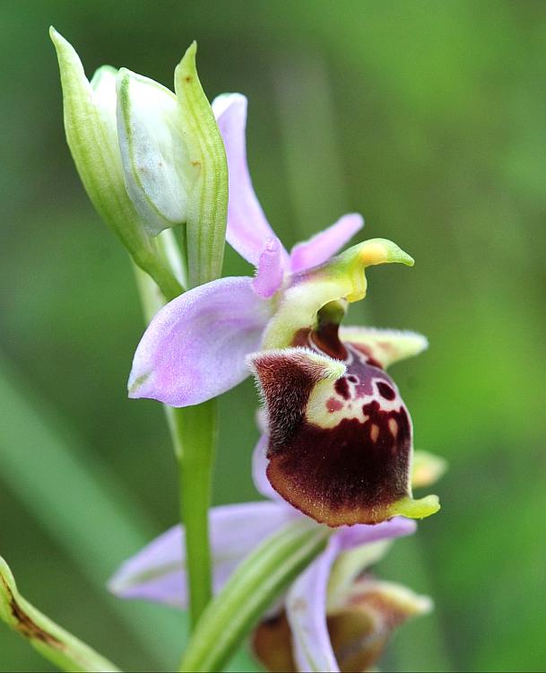 Ophrys dinarica / Ofride dinarica